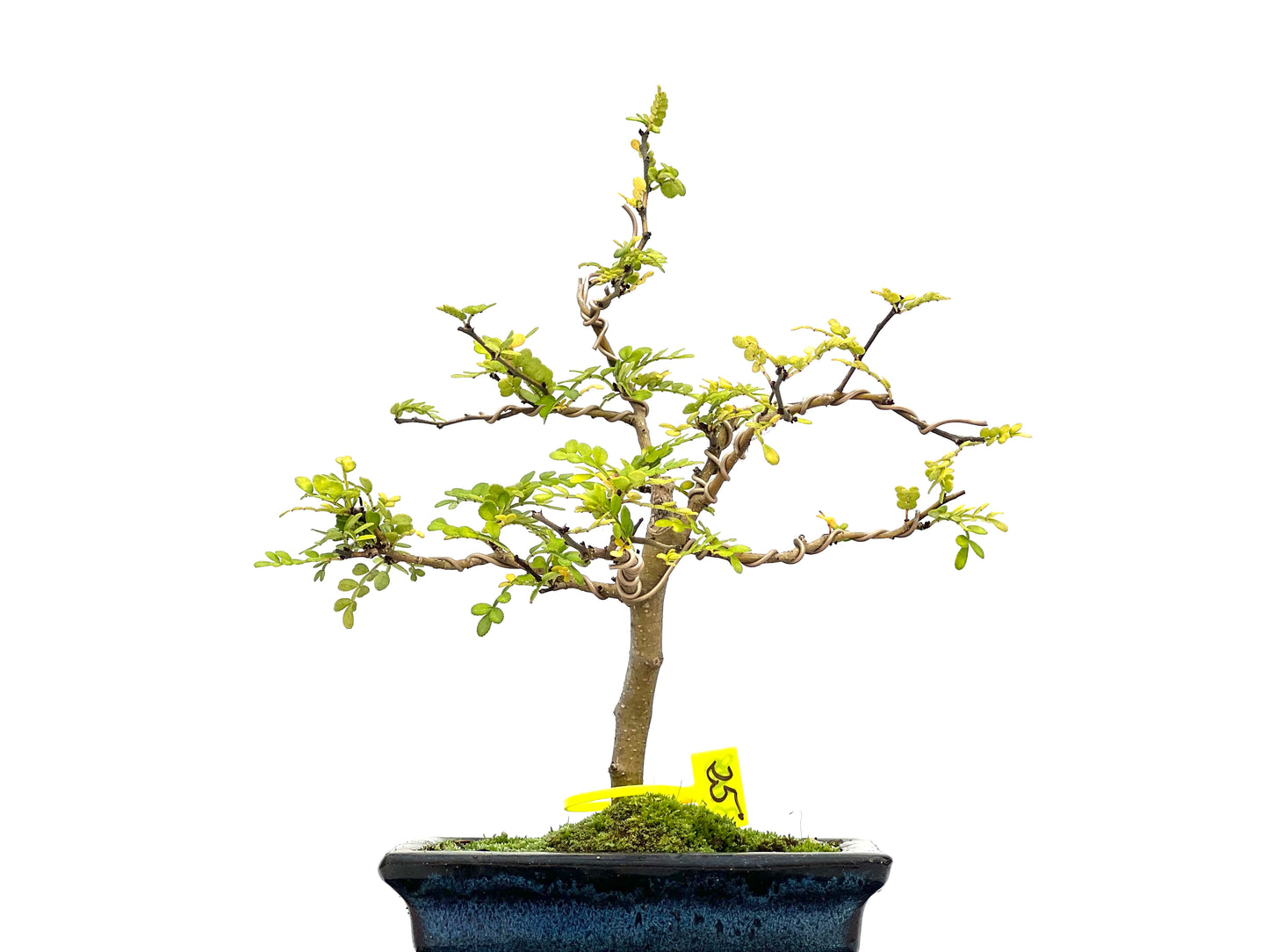 Zhantoxylum Piperitum 3108