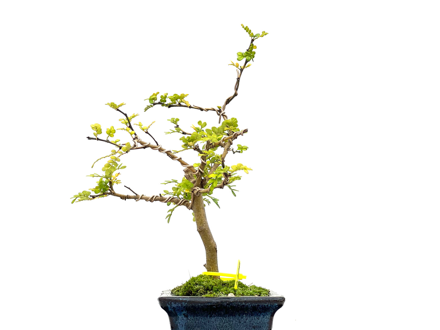 Zhantoxylum Piperitum 3108