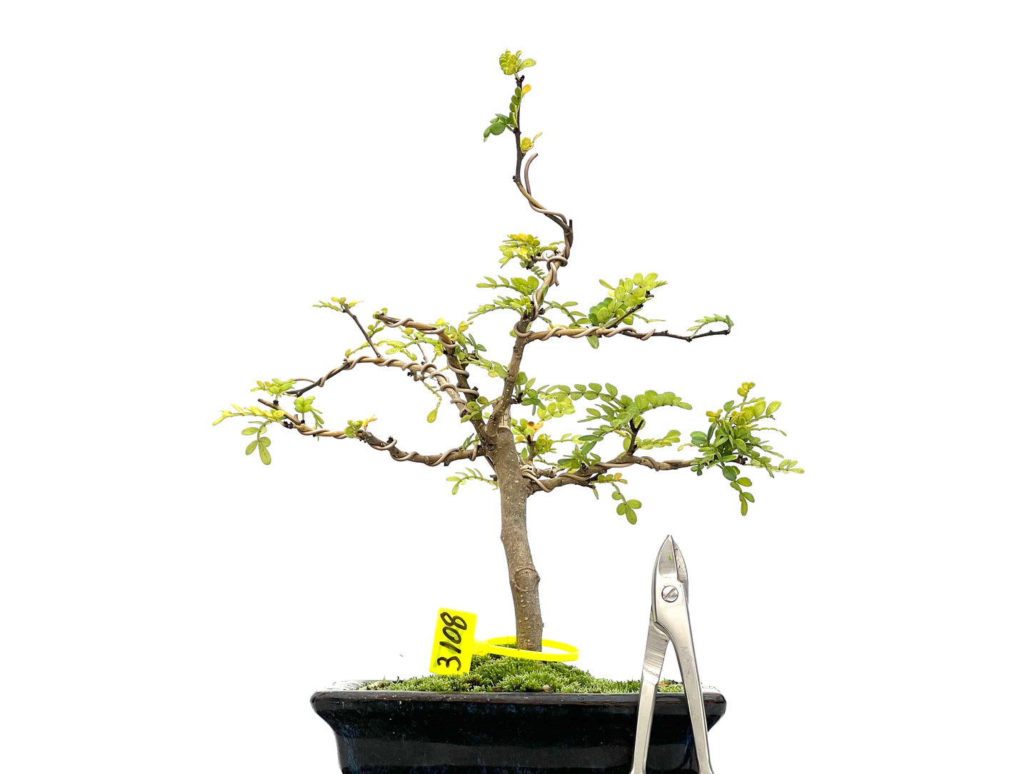 Zhantoxylum Piperitum 3108