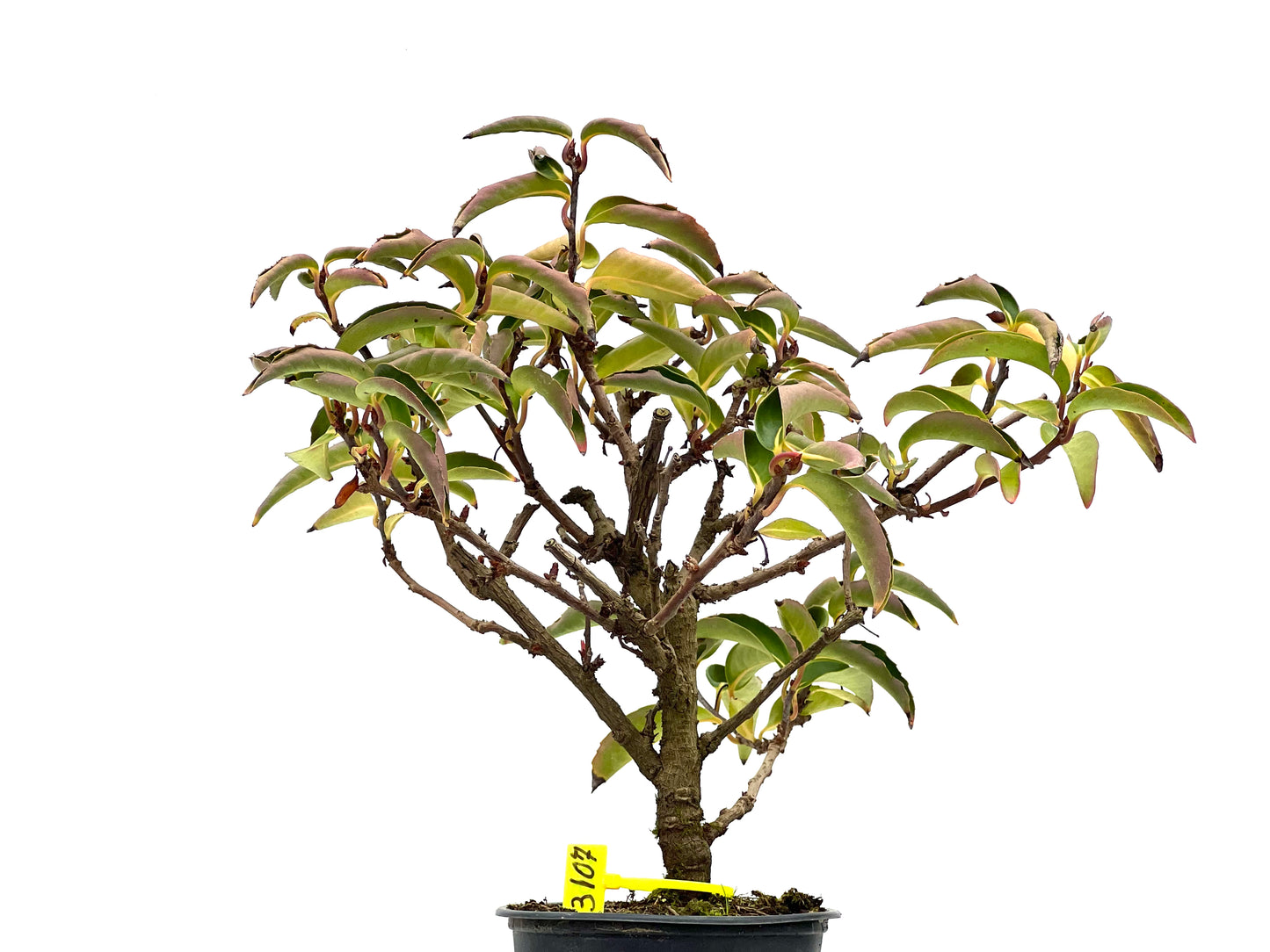 Kadsura Japonica 3107