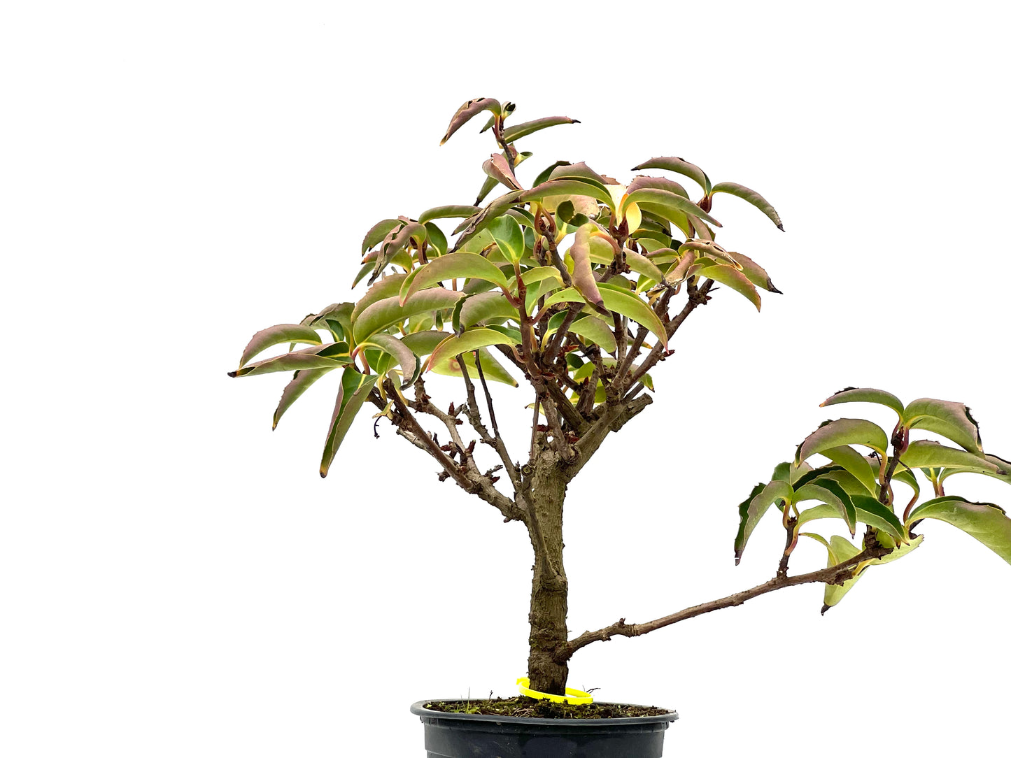 Kadsura Japonica 3107