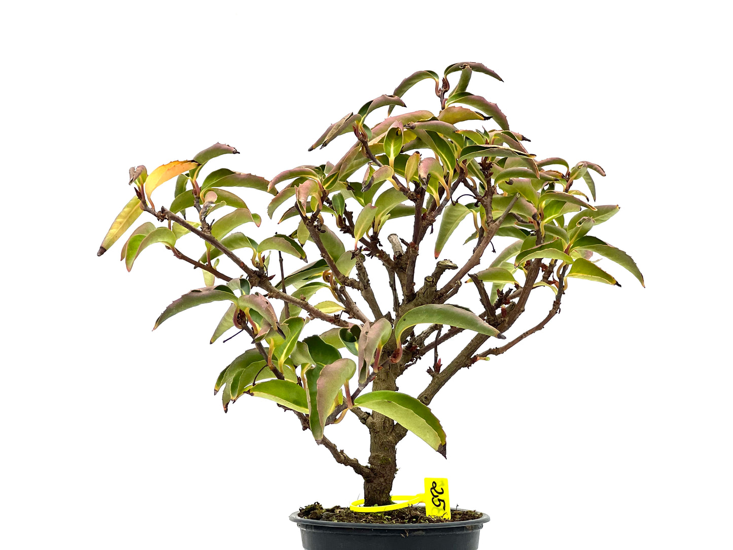 Kadsura Japonica 3107