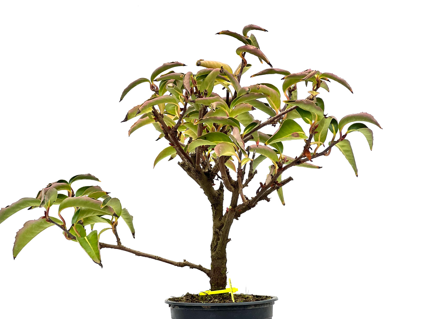 Kadsura Japonica 3107