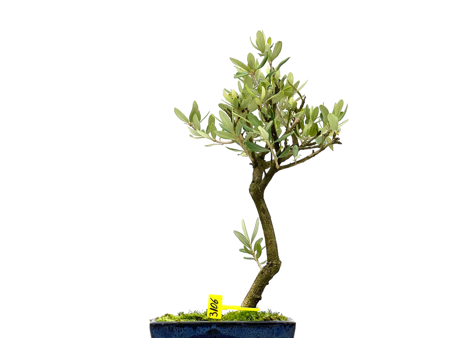 Olea Europaea 3106