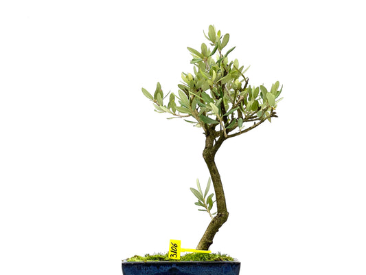 Olea Europaea 3106