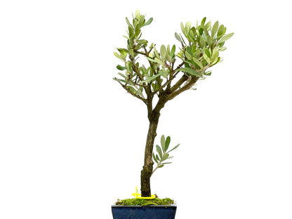 Olea Europaea 3106