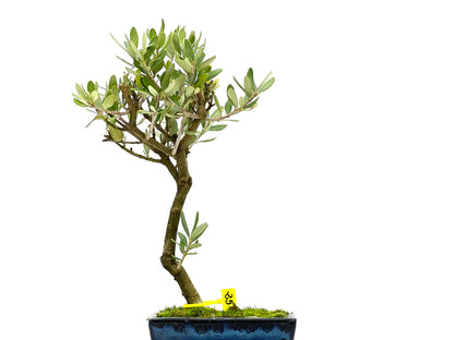 Olea Europaea 3106