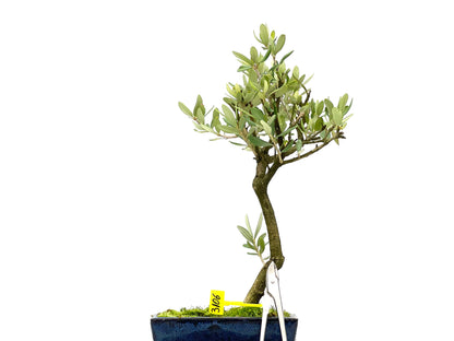 Olea Europaea 3106