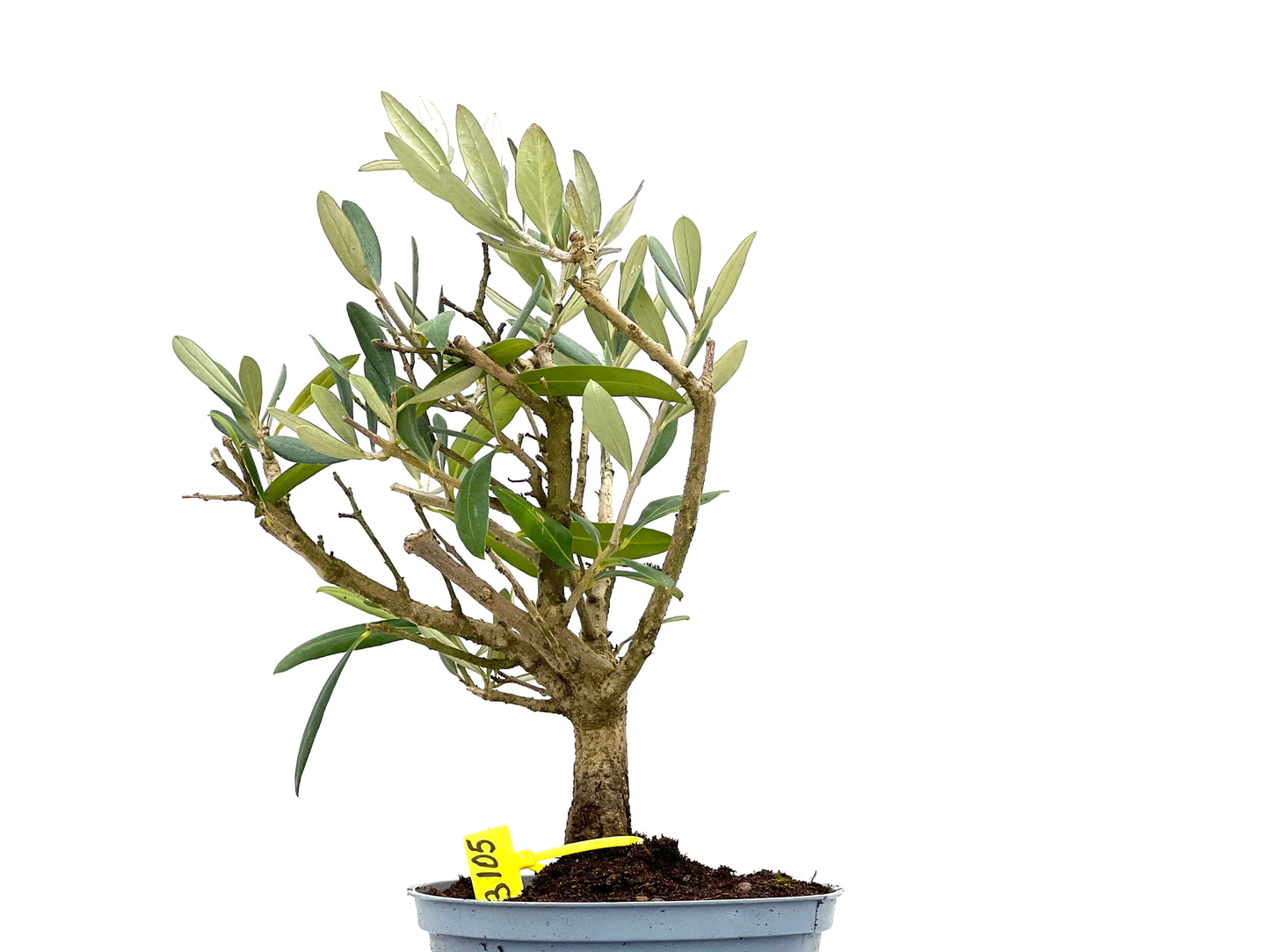 Olea Europaea 3105