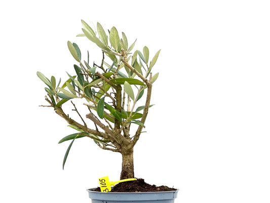 Olea Europaea 3105
