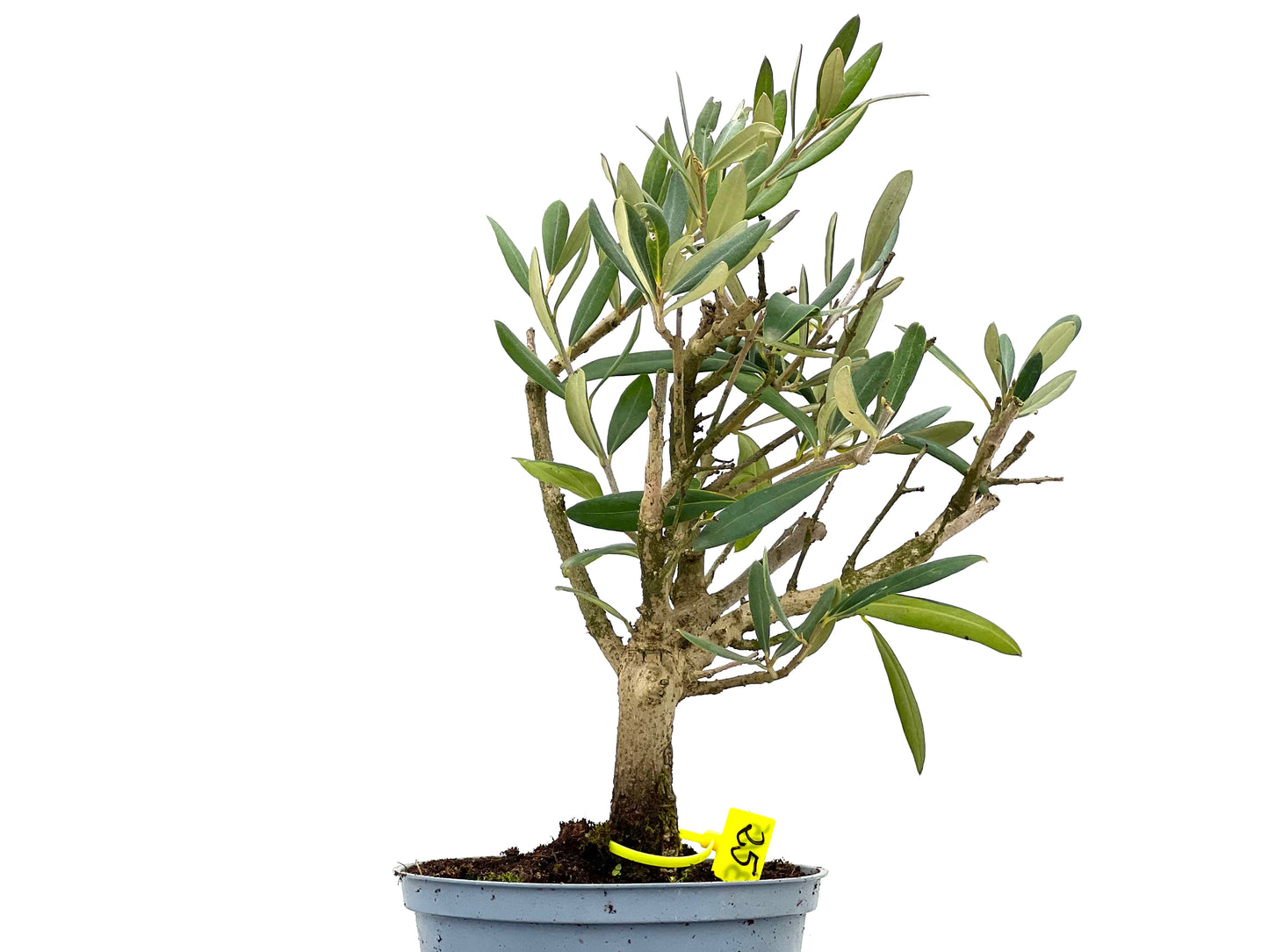 Olea Europaea 3105
