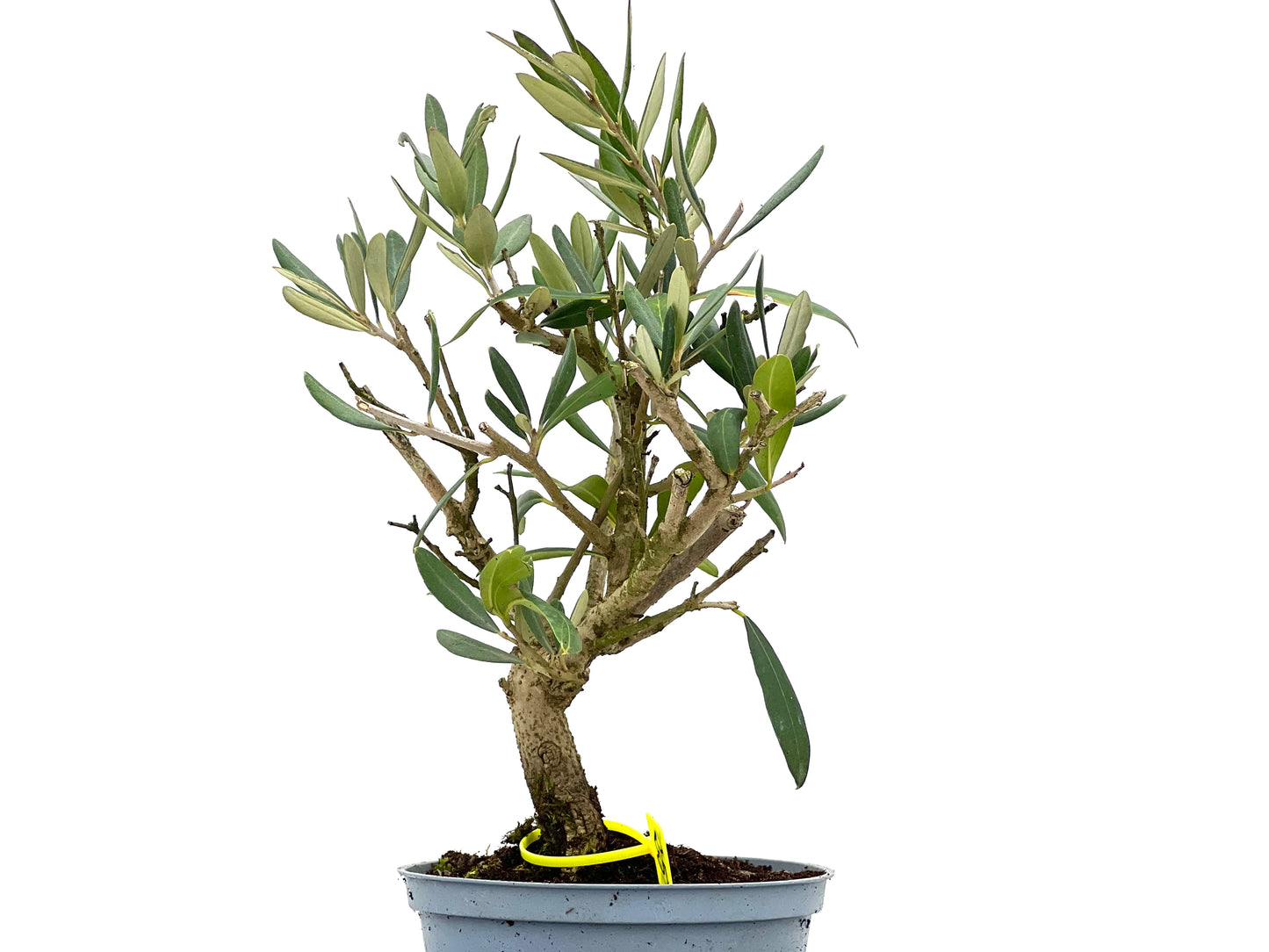 Olea Europaea 3105