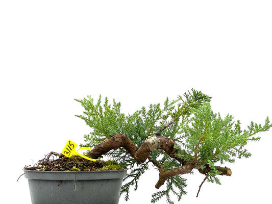 Juniperus 3115