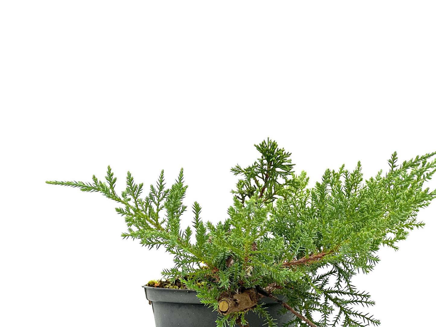 Juniperus 3115