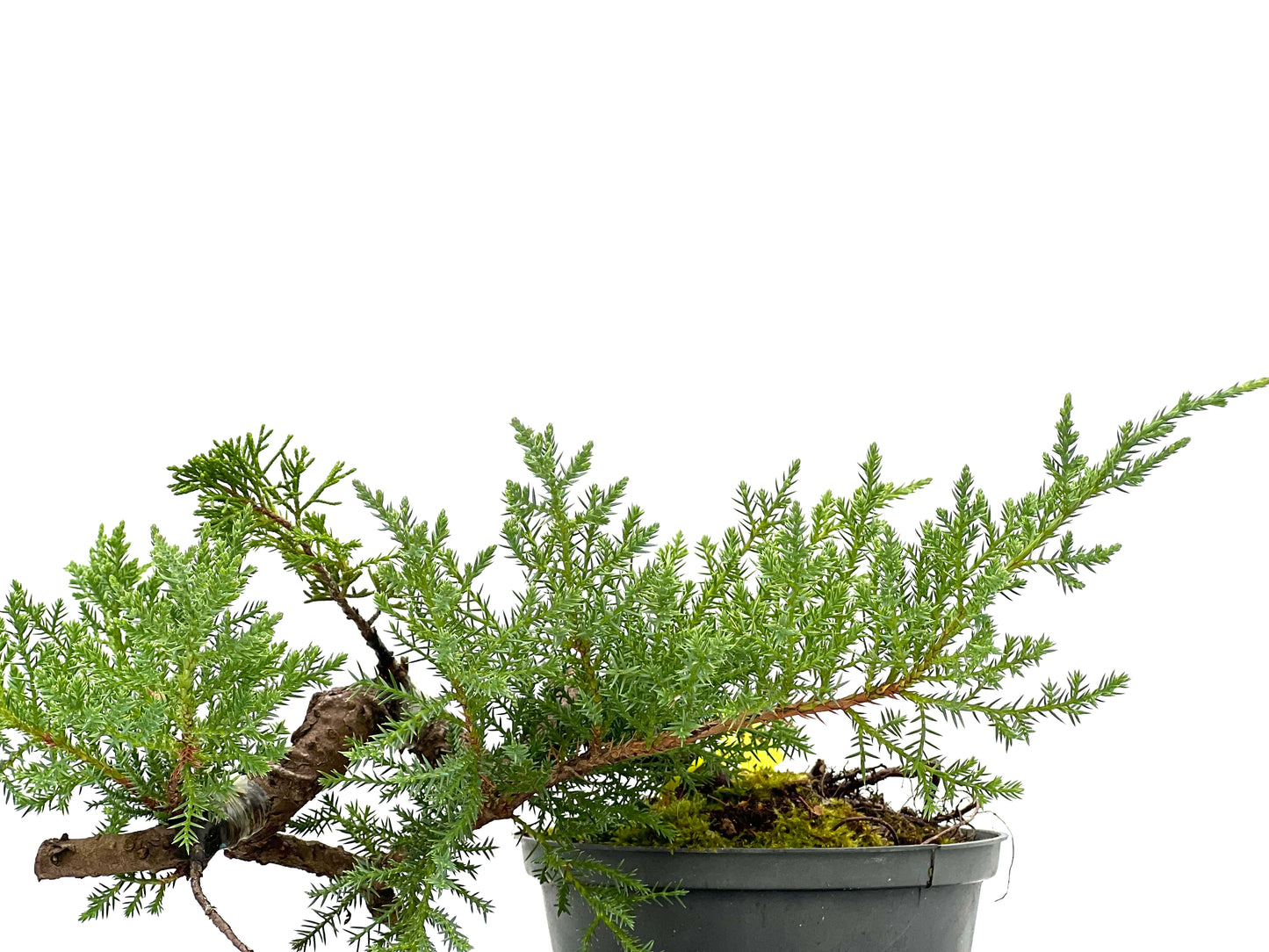 Juniperus 3115