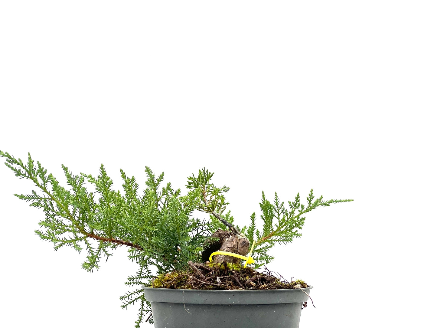Juniperus 3115