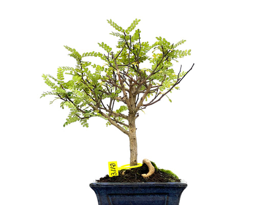 Zhantoxylum Piperitum 3112