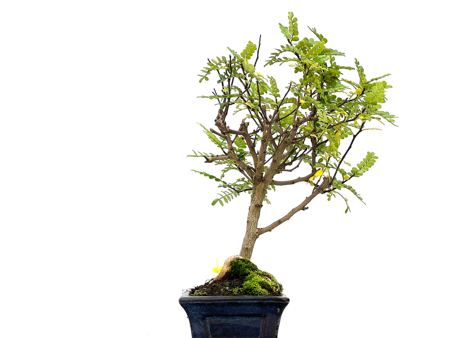 Zhantoxylum Piperitum 3112