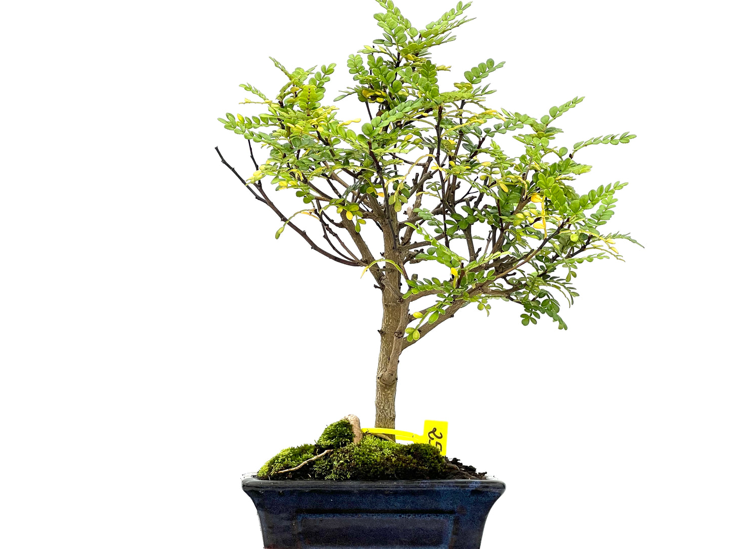 Zhantoxylum Piperitum 3112