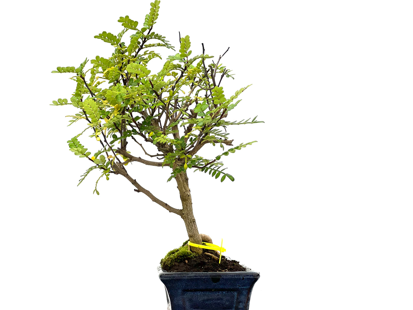 Zhantoxylum Piperitum 3112