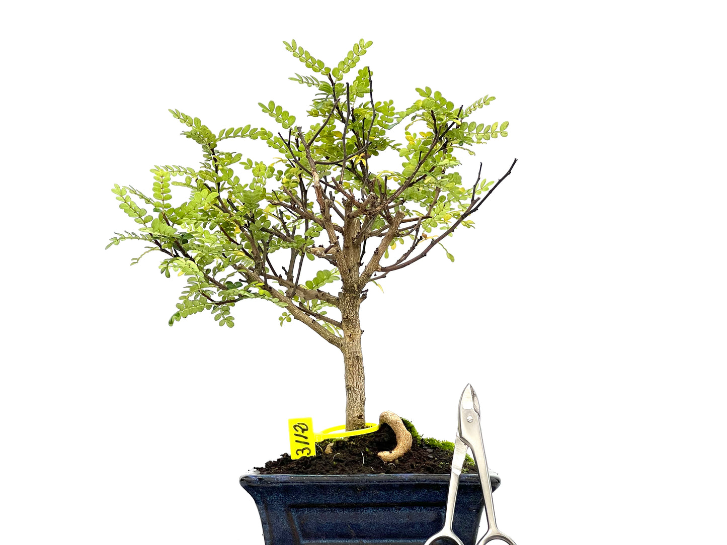 Zhantoxylum Piperitum 3112