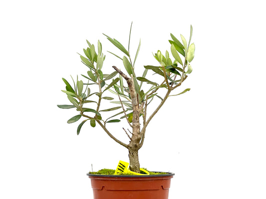 Olea Europaea 3111
