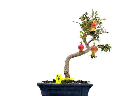 Punica Granatum Nana 3104