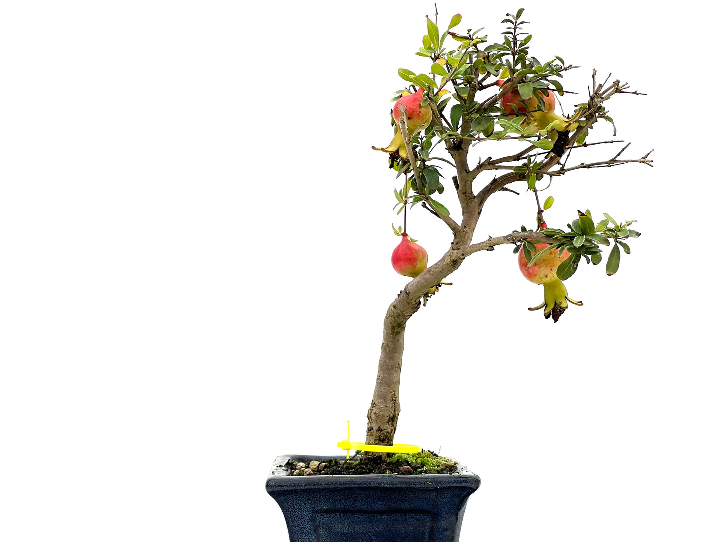 Punica Granatum Nana 3104