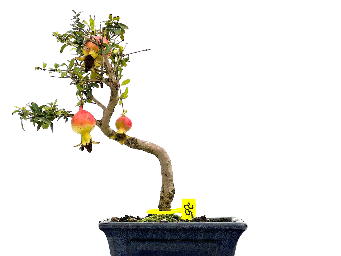 Punica Granatum Nana 3104