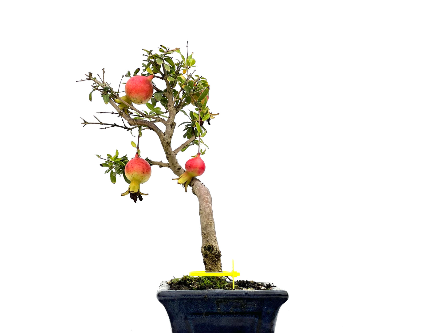 Punica Granatum Nana 3104