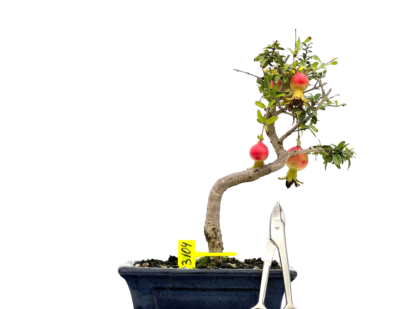 Punica Granatum Nana 3104