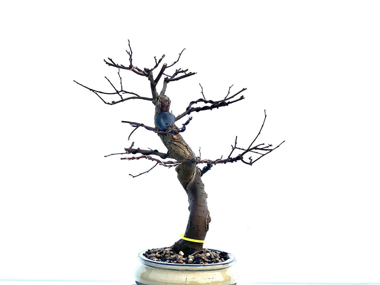 Zelkova Serrata 1694