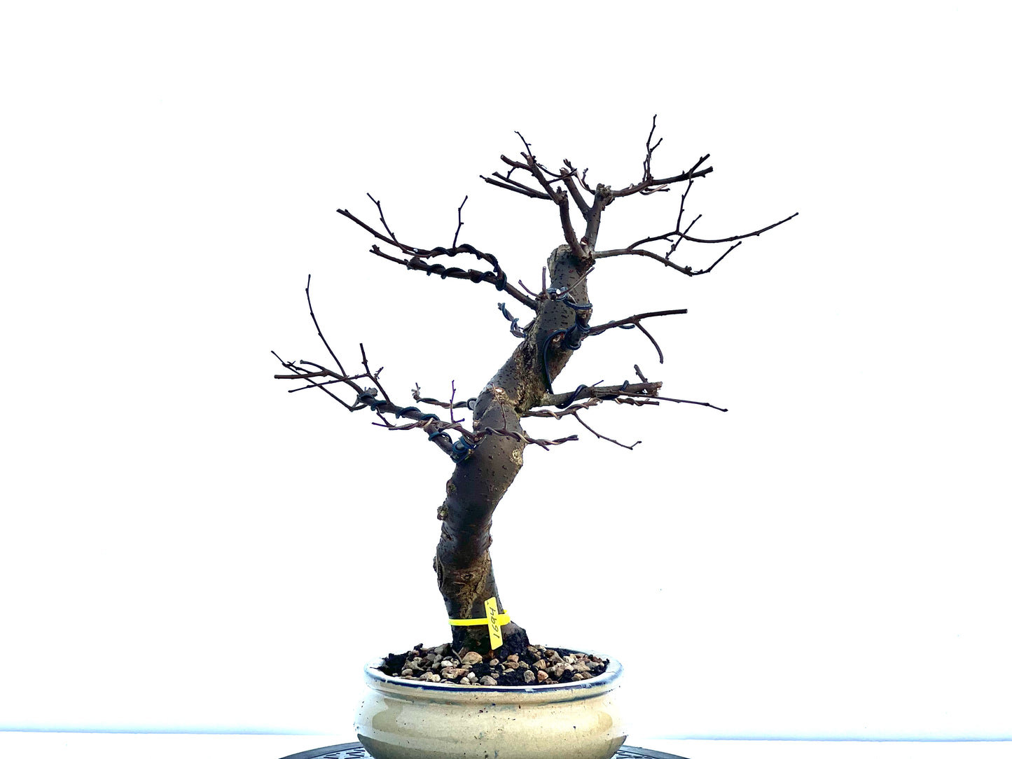 Zelkova Serrata 1694