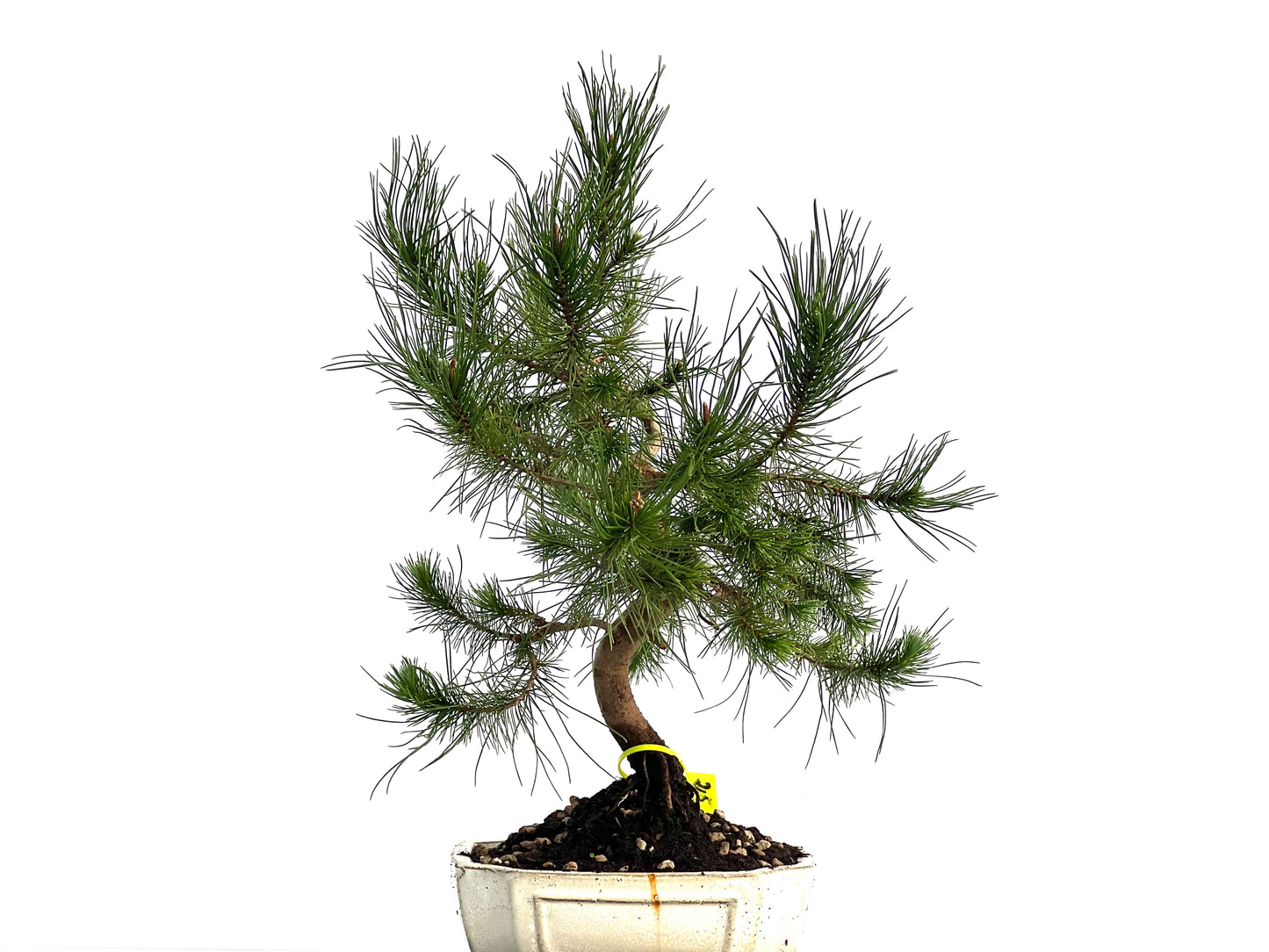 Pinus Halepensis 1695