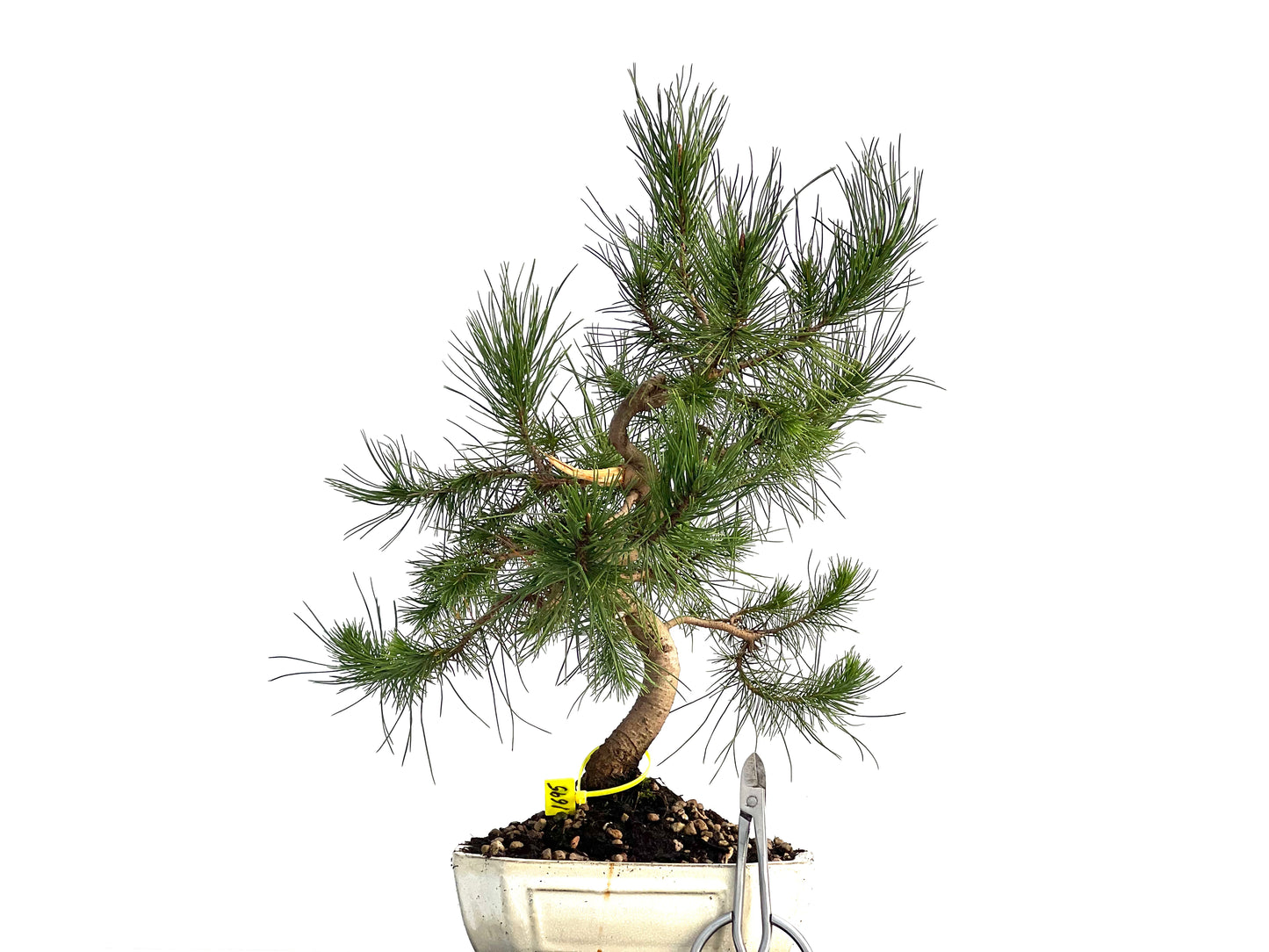 Pinus Halepensis 1695