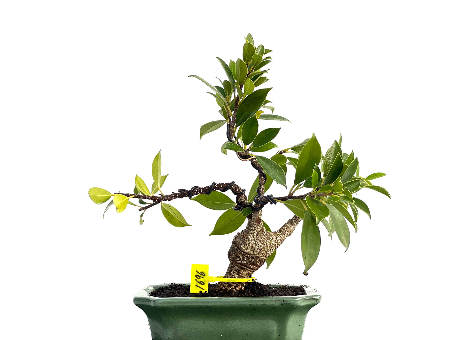 Ficus Microcapra Tiger Bark 1696
