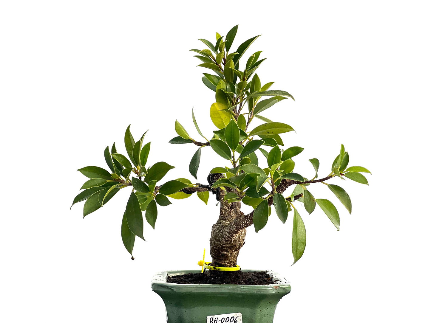 Ficus Microcapra Tiger Bark 1696