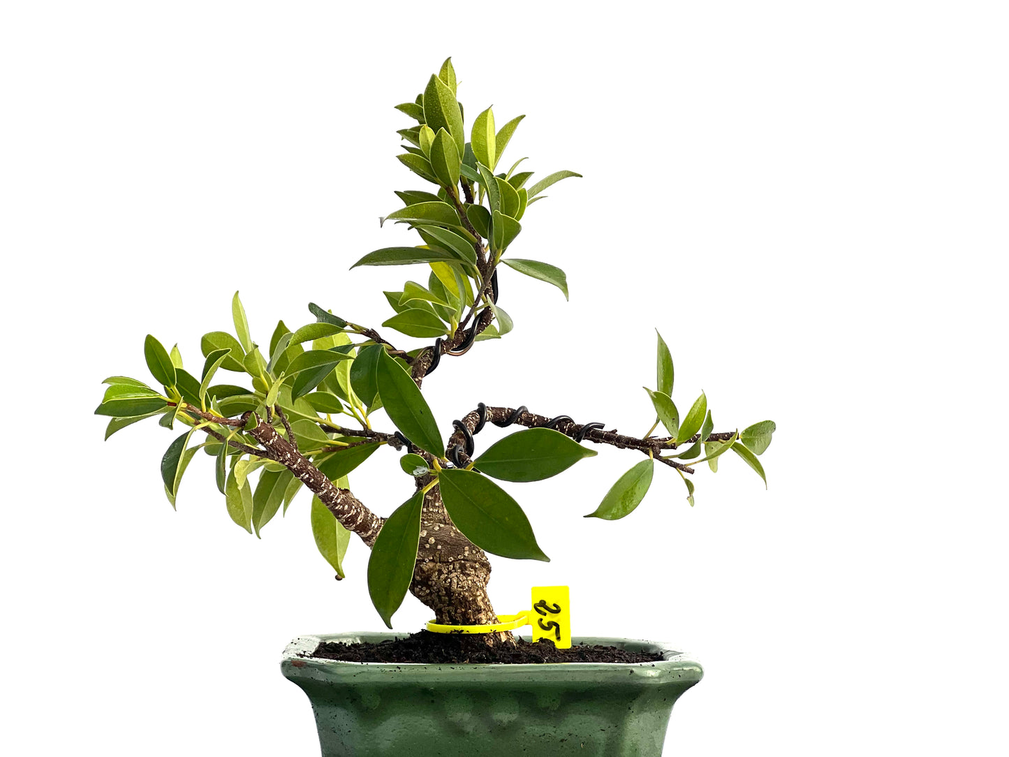 Ficus Microcapra Tiger Bark 1696
