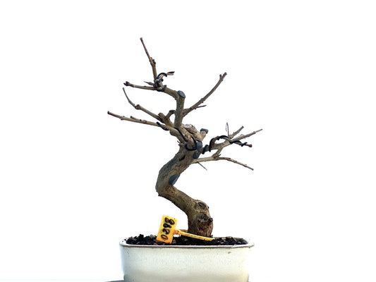Punica Granatum Nejikan 0298
