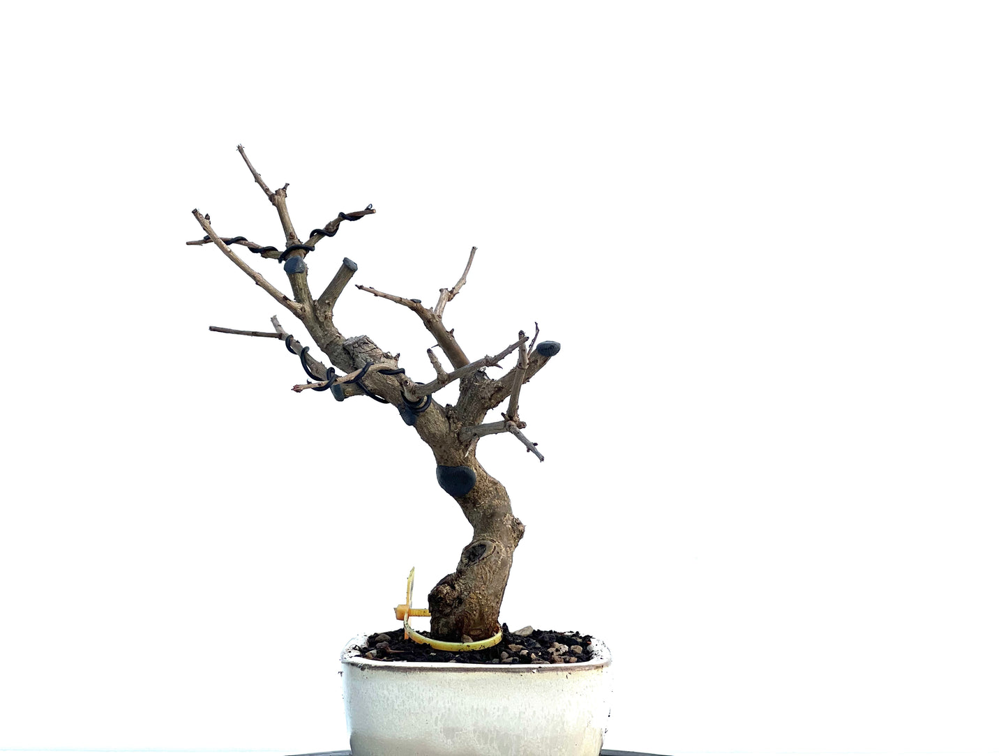 Punica Granatum Nejikan 0298