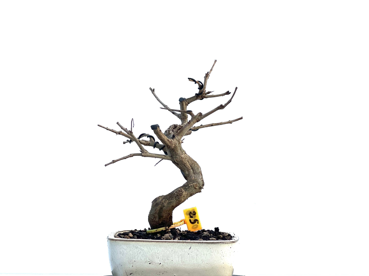 Punica Granatum Nejikan 0298