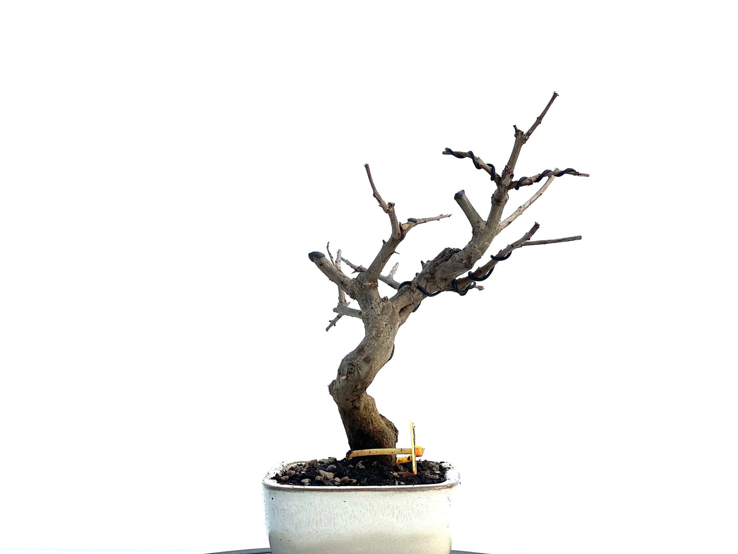 Punica Granatum Nejikan 0298