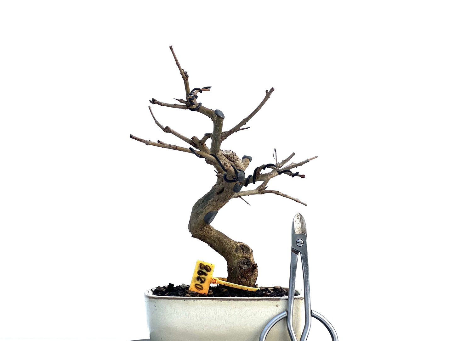 Punica Granatum Nejikan 0298
