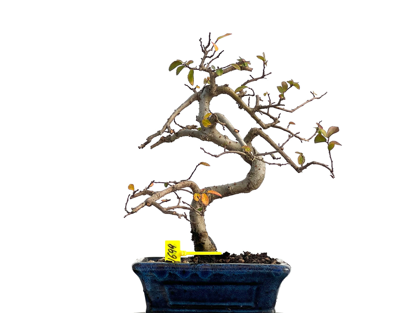 Ulmus Parvifolia 1699