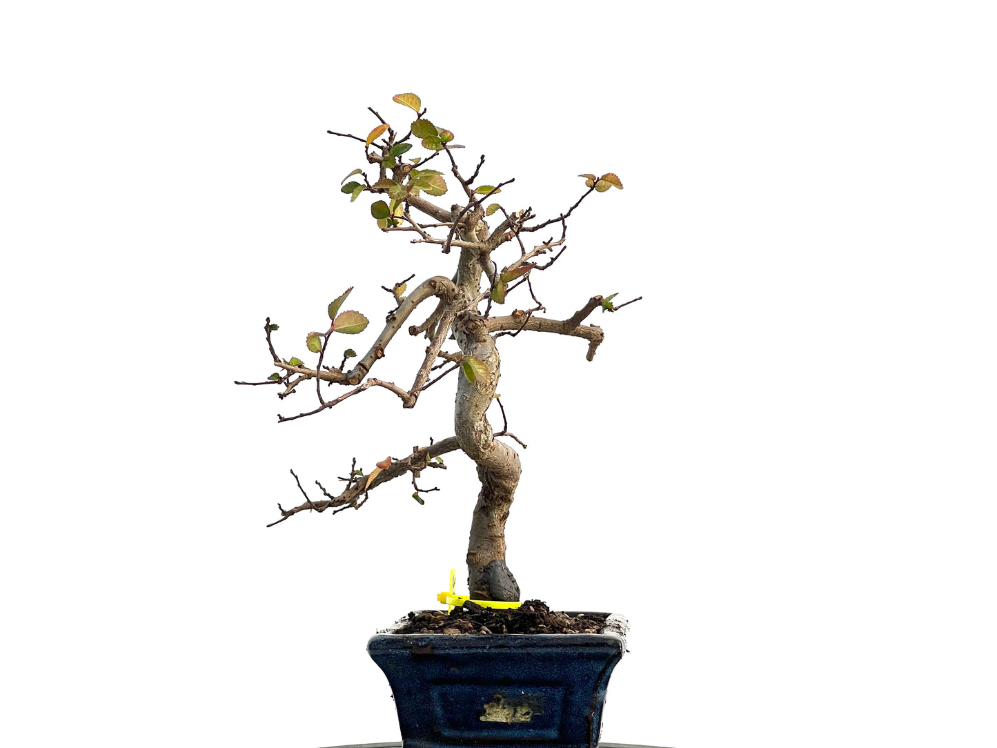 Ulmus Parvifolia 1699