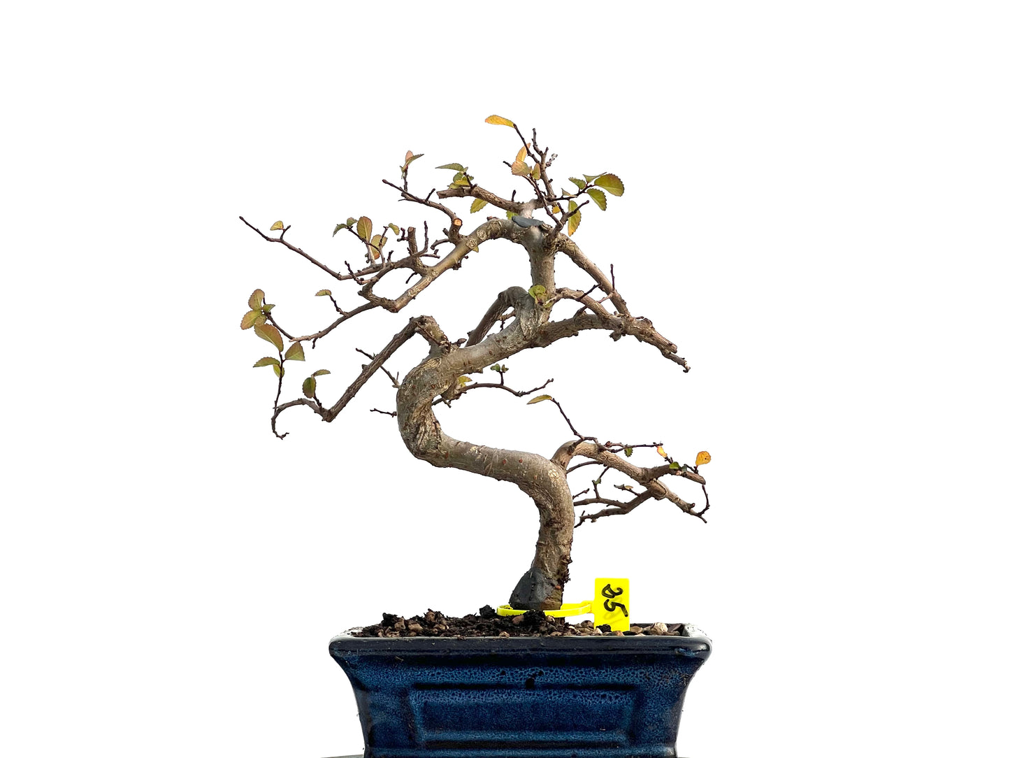Ulmus Parvifolia 1699