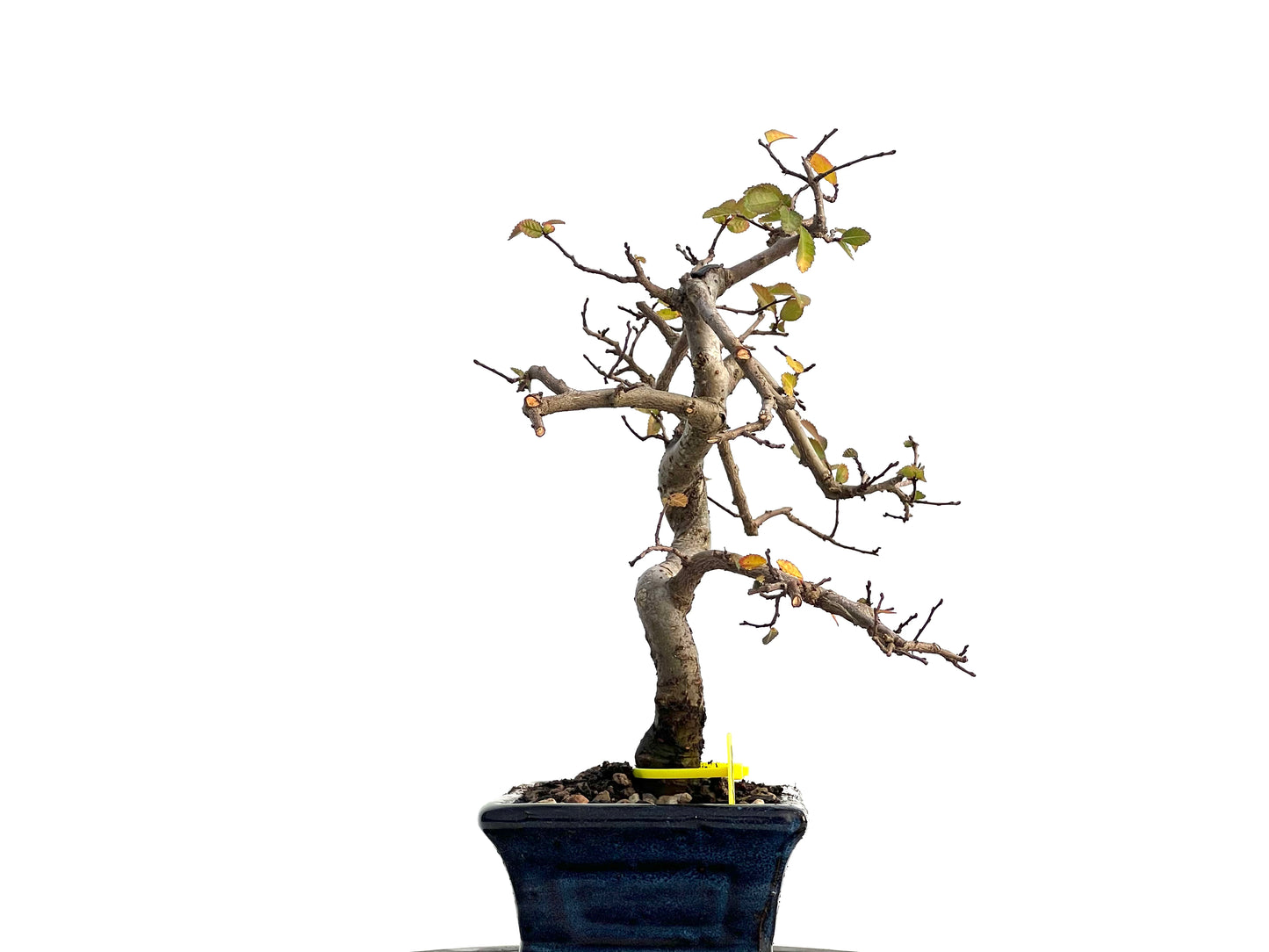 Ulmus Parvifolia 1699