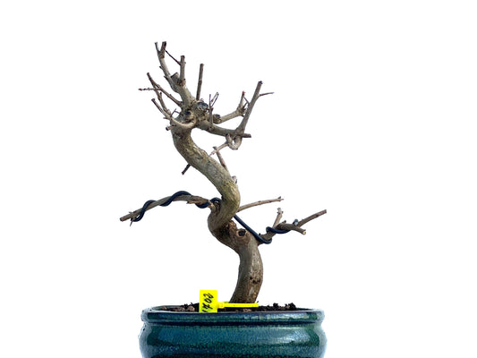 Punica Granatum Nejikan 1702