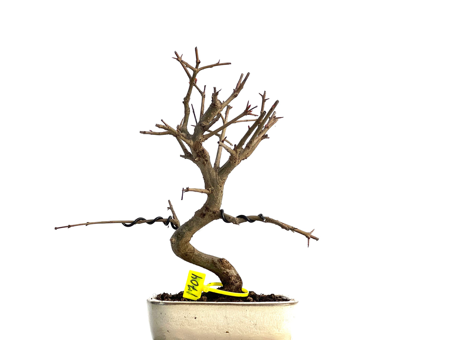 Púnica Granatum Nejikan 1704