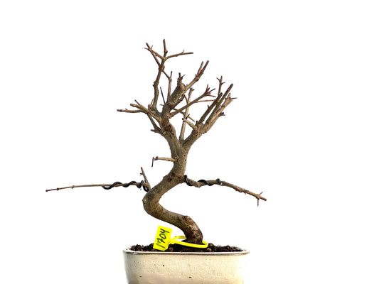 Púnica Granatum Nejikan 1704
